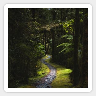 Narrow Green Forest Path in New Zealand Sticker